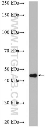 PPME1 Antibody in Western Blot (WB)