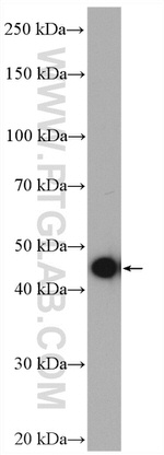 PPME1 Antibody in Western Blot (WB)