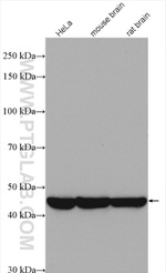 PPME1 Antibody in Western Blot (WB)