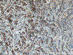 TMPRSS2 Antibody in Immunohistochemistry (Paraffin) (IHC (P))