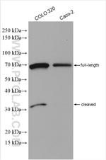 TMPRSS2 Antibody in Western Blot (WB)