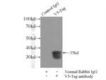 V5-tag Antibody in Immunoprecipitation (IP)