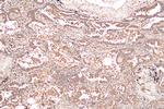 RSK3 Antibody in Immunohistochemistry (Paraffin) (IHC (P))