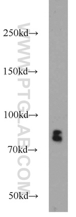 RSK3 Antibody in Western Blot (WB)