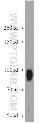 B7-H3 Antibody in Western Blot (WB)