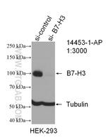 B7-H3 Antibody in Western Blot (WB)