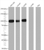 B7-H3 Antibody in Western Blot (WB)