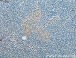 AMH Antibody in Immunohistochemistry (Paraffin) (IHC (P))