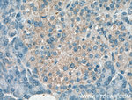 AMH Antibody in Immunohistochemistry (Paraffin) (IHC (P))