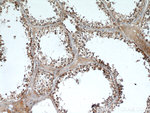 AMH Antibody in Immunohistochemistry (Paraffin) (IHC (P))