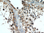 AMH Antibody in Immunohistochemistry (Paraffin) (IHC (P))