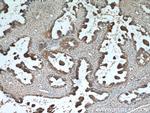 AMH Antibody in Immunohistochemistry (Paraffin) (IHC (P))