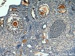 AMH Antibody in Immunohistochemistry (Paraffin) (IHC (P))