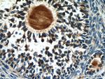 AMH Antibody in Immunohistochemistry (Paraffin) (IHC (P))