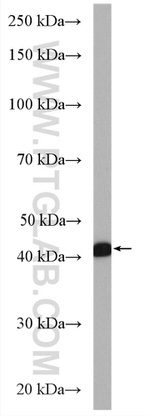 FECH Antibody in Western Blot (WB)