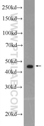 FECH Antibody in Western Blot (WB)