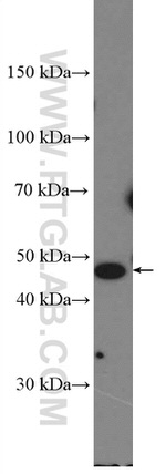 FECH Antibody in Western Blot (WB)