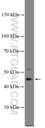 FECH Antibody in Western Blot (WB)