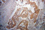 MYO7B Antibody in Immunohistochemistry (Paraffin) (IHC (P))