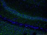 VGAT Antibody in Immunohistochemistry (PFA fixed) (IHC (PFA))