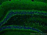 VGAT Antibody in Immunohistochemistry (PFA fixed) (IHC (PFA))