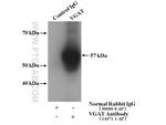 VGAT Antibody in Immunoprecipitation (IP)