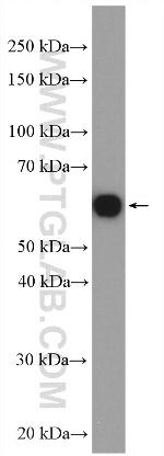 VGAT Antibody in Western Blot (WB)