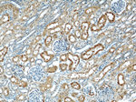 GSTA1 Antibody in Immunohistochemistry (Paraffin) (IHC (P))