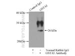 GSTA1 Antibody in Immunoprecipitation (IP)