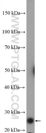 GSTA1 Antibody in Western Blot (WB)