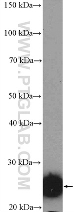 GSTA1 Antibody in Western Blot (WB)