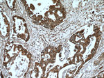 VAPB Antibody in Immunohistochemistry (Paraffin) (IHC (P))