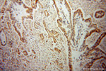 VAPB Antibody in Immunohistochemistry (Paraffin) (IHC (P))