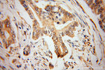 VAPB Antibody in Immunohistochemistry (Paraffin) (IHC (P))