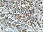 VAPB Antibody in Immunohistochemistry (Paraffin) (IHC (P))