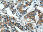 VAPB Antibody in Immunohistochemistry (Paraffin) (IHC (P))