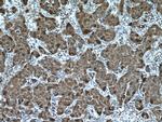 VAPB Antibody in Immunohistochemistry (Paraffin) (IHC (P))