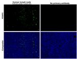 FOXP3 Antibody in Immunohistochemistry (Paraffin) (IHC (P))