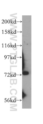 SIRP alpha Antibody in Western Blot (WB)