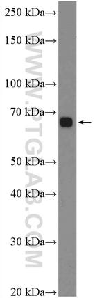 SIRP alpha Antibody in Western Blot (WB)