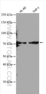 SIRP alpha Antibody in Western Blot (WB)