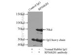 p70(S6K) Antibody in Immunoprecipitation (IP)