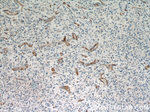 CD34 Antibody in Immunohistochemistry (Paraffin) (IHC (P))