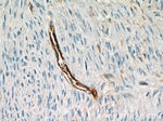 CD34 Antibody in Immunohistochemistry (Paraffin) (IHC (P))