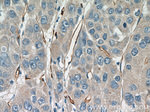 CD34 Antibody in Immunohistochemistry (Paraffin) (IHC (P))