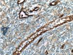 CD34 Antibody in Immunohistochemistry (Paraffin) (IHC (P))