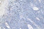 CD34 Antibody in Immunohistochemistry (Paraffin) (IHC (P))