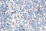 CD34 Antibody in Immunohistochemistry (Paraffin) (IHC (P))