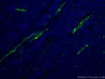 CD34 Antibody in Immunohistochemistry (PFA fixed) (IHC (PFA))