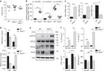 EOMES Antibody